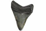 Fossil Megalodon Tooth - Georgia #151502-1